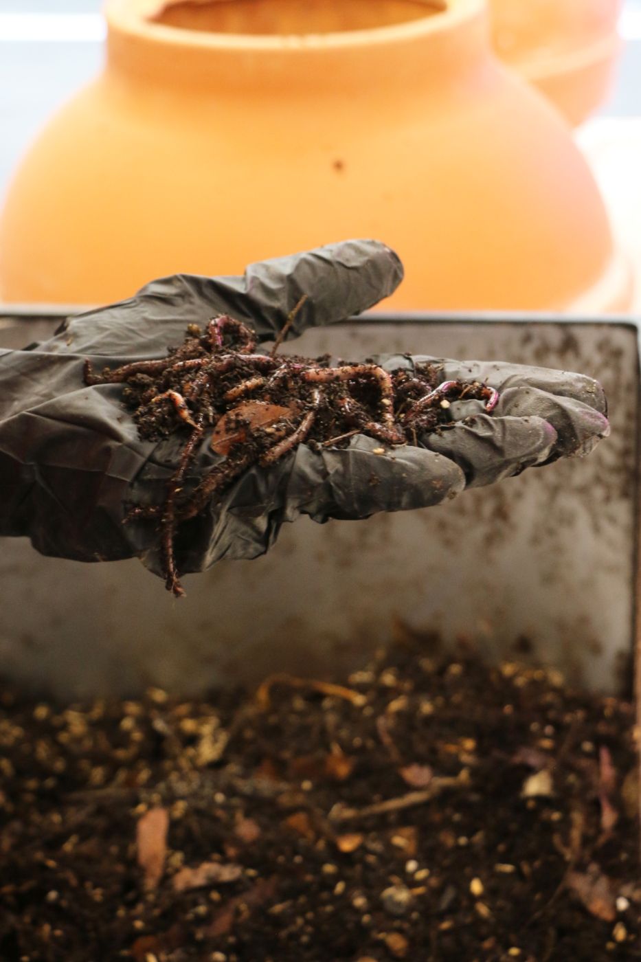 A handful of worms from the worm composter.